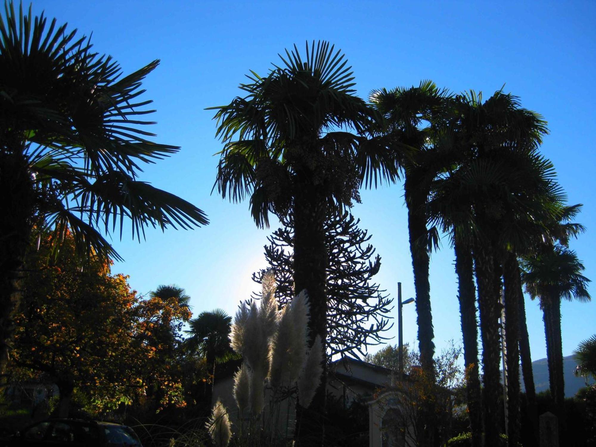 Villa Garni Gardenia Caslano Εξωτερικό φωτογραφία