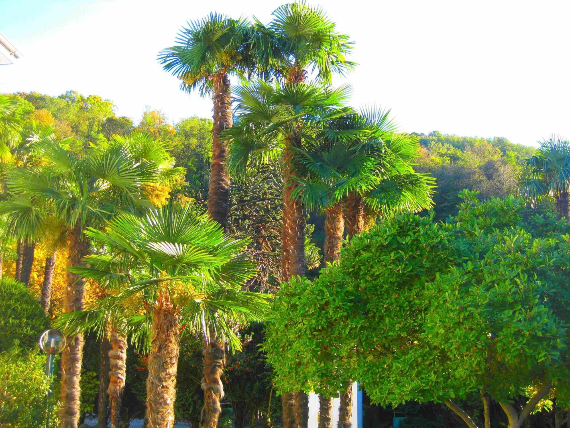 Villa Garni Gardenia Caslano Εξωτερικό φωτογραφία
