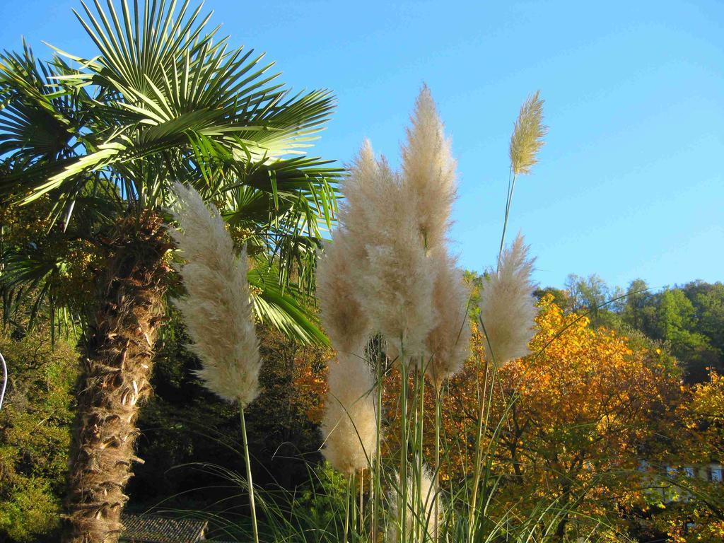 Villa Garni Gardenia Caslano Εξωτερικό φωτογραφία